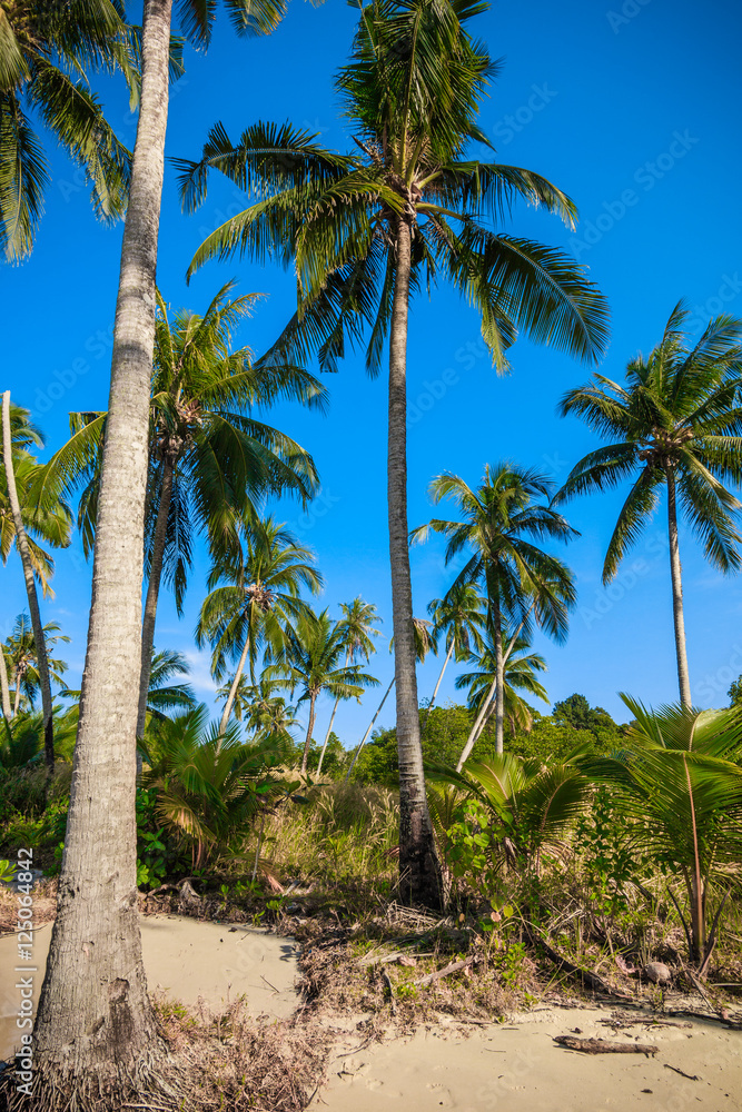 nice palm trees in the blue  sky.  Coconut palm trees.  palm tre