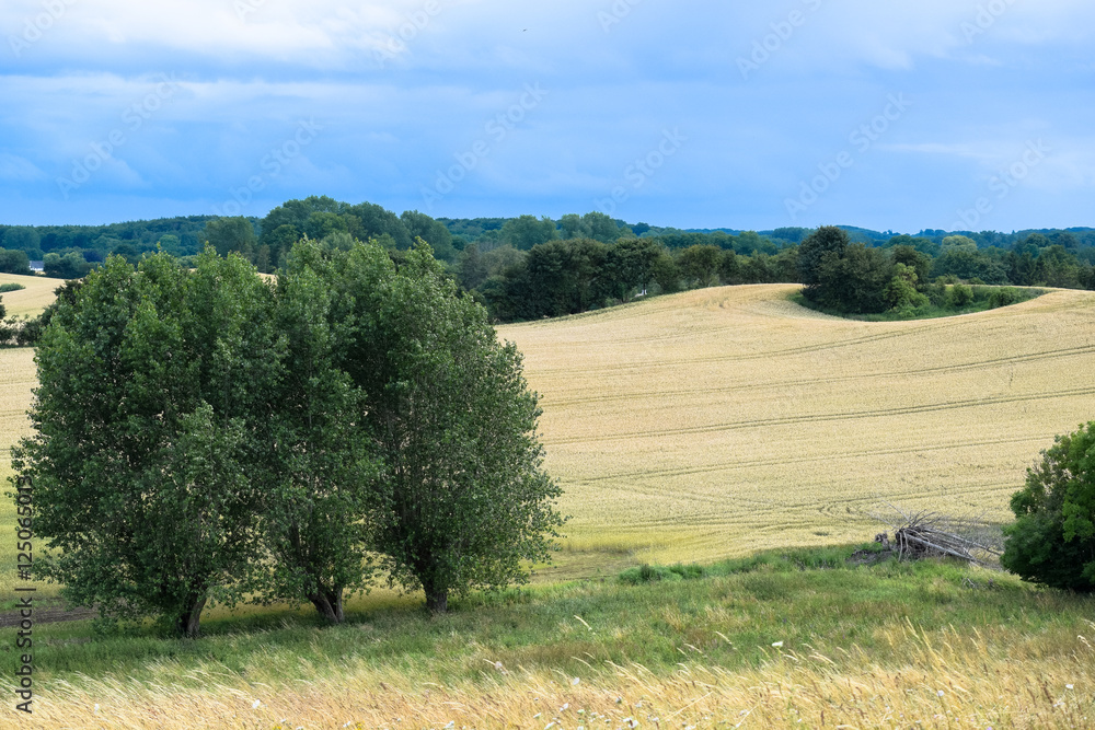 A field of Wheat