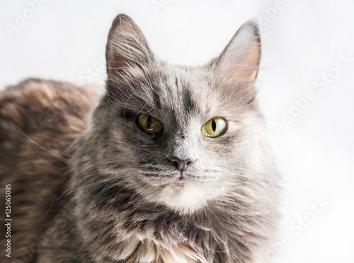 Very serious gray cat looking at camera