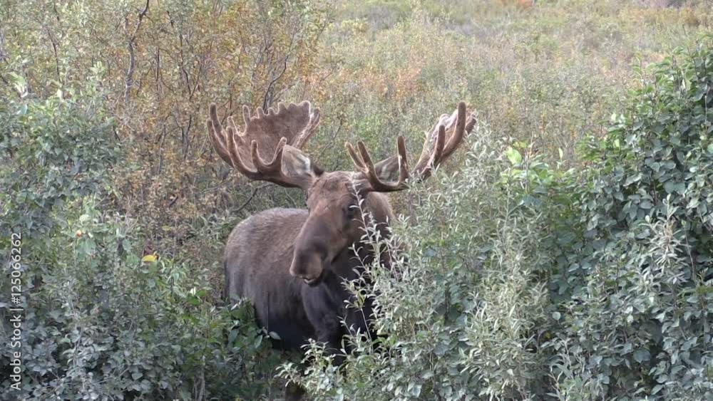 Alaska Yukon Bull Moose in Velvet Alaska Yukon Bull Moose in Velvet