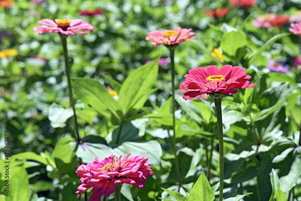 The colorful garden of African daisies