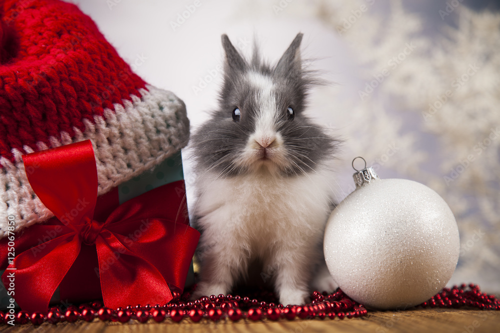 Obraz premium Funny bunny and Christmas background with winter decoration