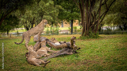 Mama Cheetah and her Cubs