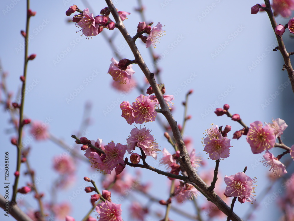 梅の花 梅の花