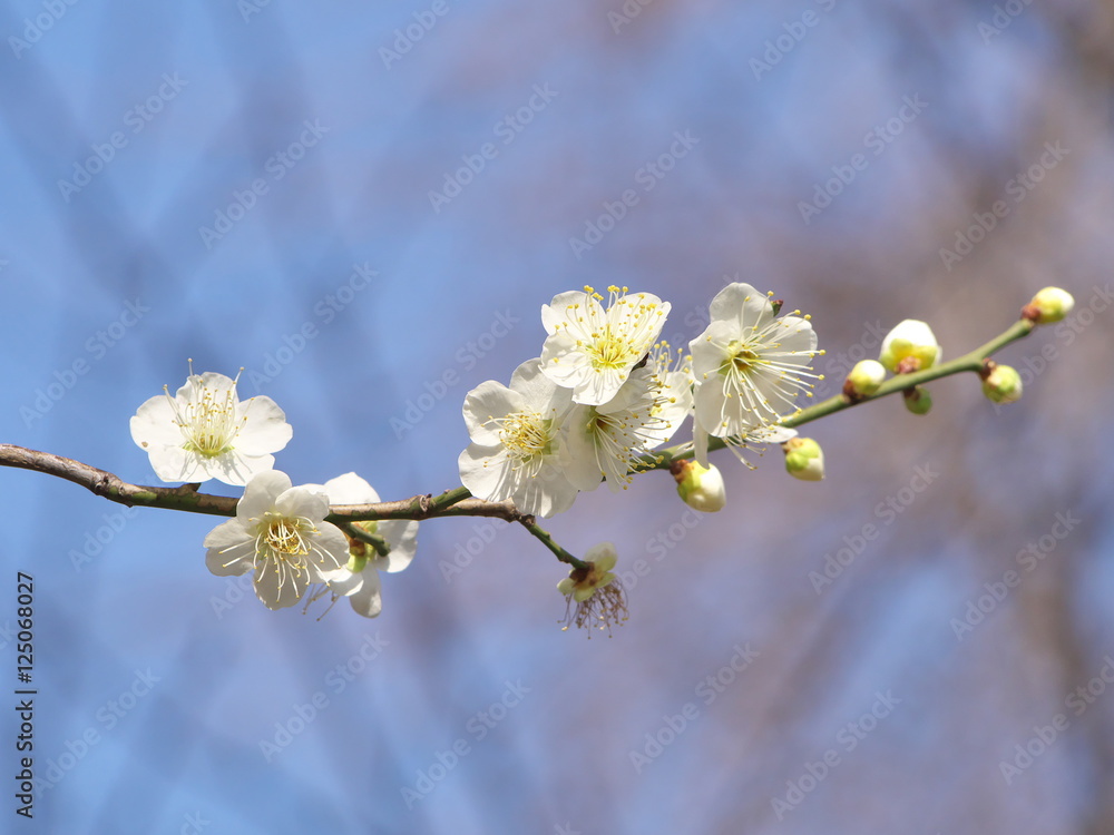 梅の花 梅の花