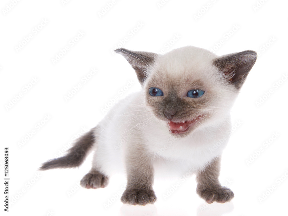 Young siamese kitten with munchkin characteristics, smaller than average, isolated on a white background. Standing, with blue eyes looking to viewers left, mouth open meowing, talking. Tail down.