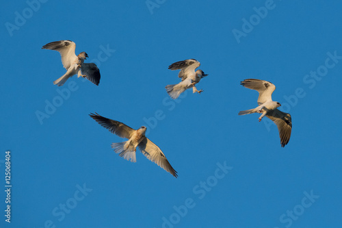 Young Whitetailed Kites fighting with each other in aerial acrobatics