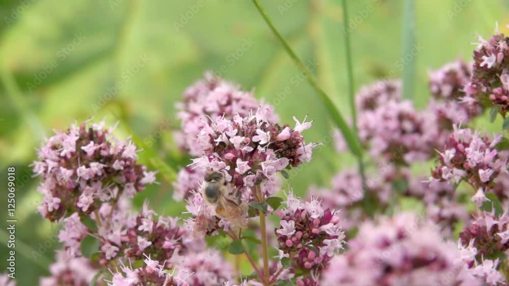 Bee on flower collecting nectar. Nature slow motion film clip of pollination. Bee on flower collecting nectar. Nature slow motion film clip of pollination.