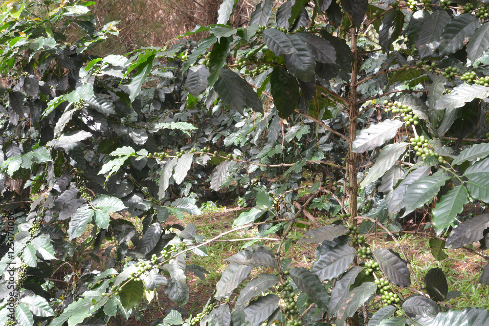 Fototapeta premium coffee bean on tree