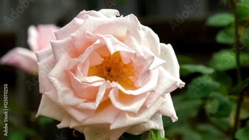 Large fully bloomed light pink rose flower with layered petals shaking in the wind, HD 30p