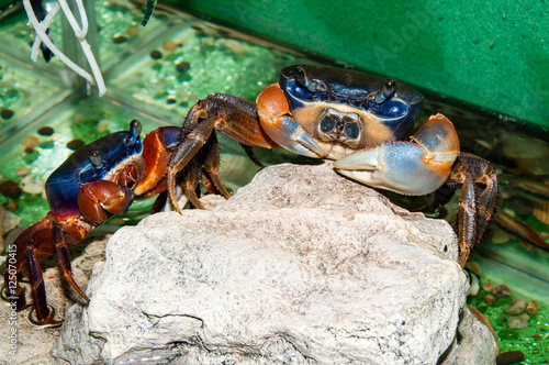 Rainbow crab or Cardisoma armatum photo