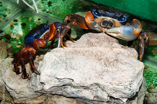 Rainbow crab or Cardisoma armatum