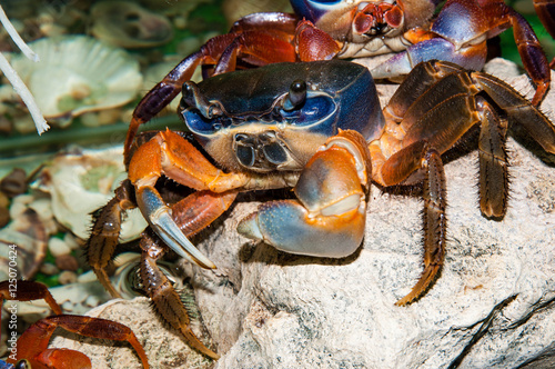 Rainbow crab or Cardisoma armatum