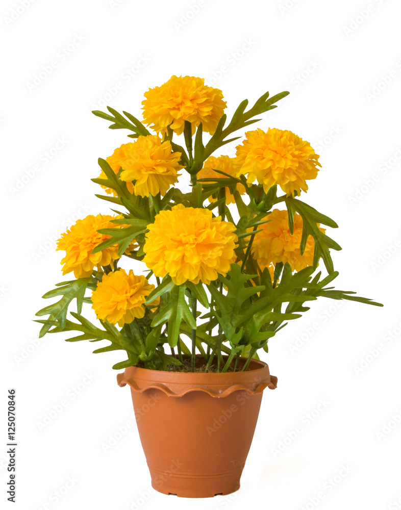 Blooming yellow marigold in pot,shot on white isolated. Stock Photo