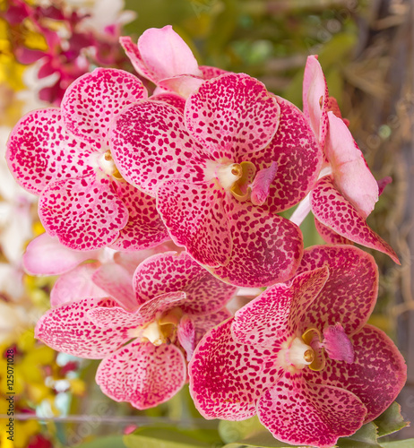 Beauty Phalaenophiss orchid full blooming during summer day.