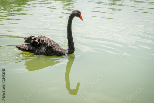 Fototapeta Naklejka Na Ścianę i Meble -  Goose with orange beak enjoying the cold water
