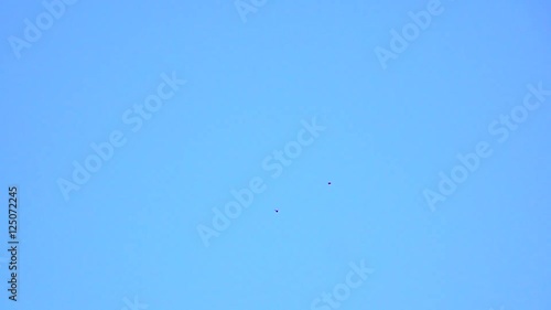 Two birds flying in blue sky. Nature background with wildlife.