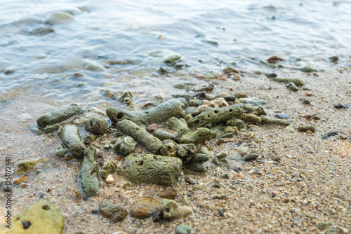 Coral Rubble formed from old dead corals that is washed up onto