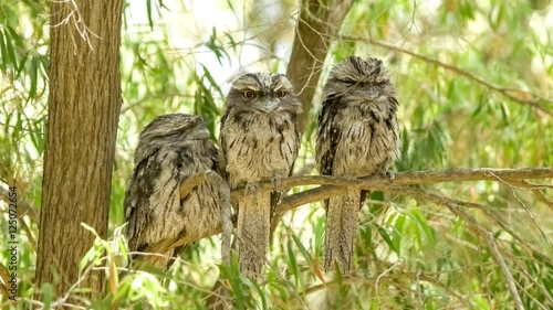 Three young tawny frogmouth (podargus strigoides) birds roosting together on eucalyptus tree, 4K 24p