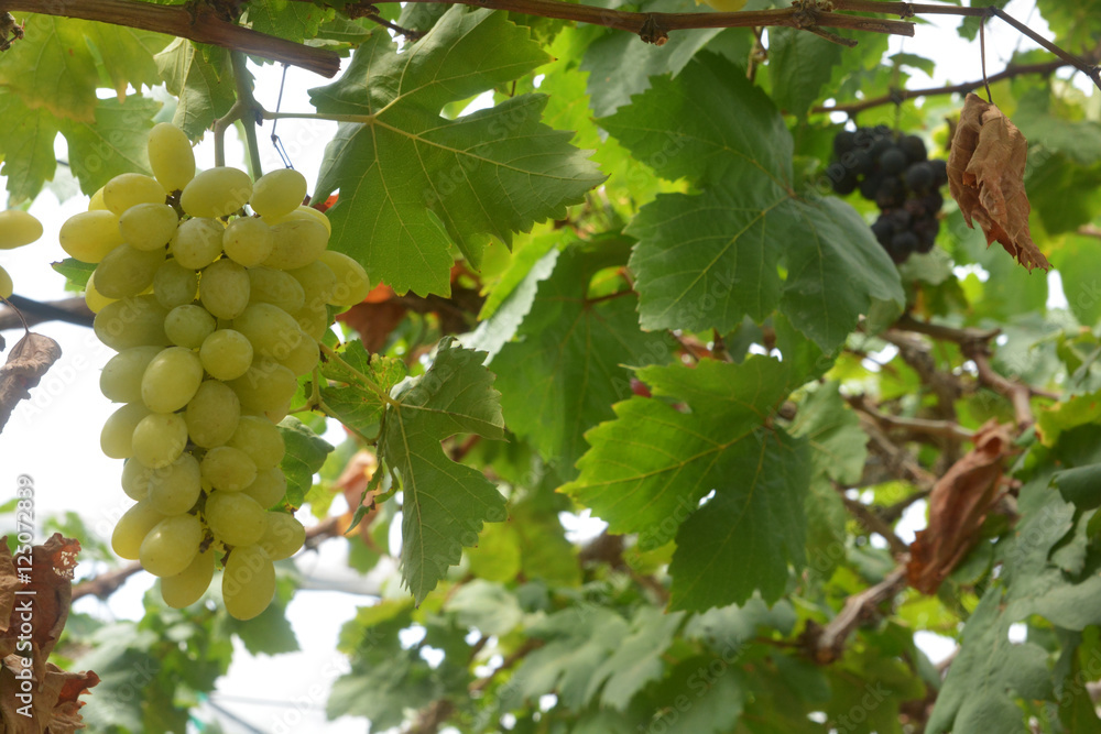 Wine Grape Vineyard featuring Wine Grapes, Leaves, and Grape Vines in garden Wine Grape Vineyard featuring Wine Grapes, Leaves, and Grape Vines in garden