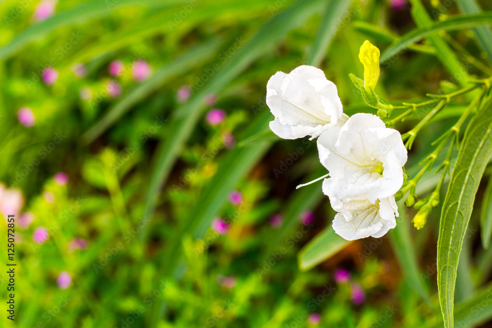 Branch of a blossoming tree with beautiful white flowers Branch of a blossoming tree with beautiful white flowers