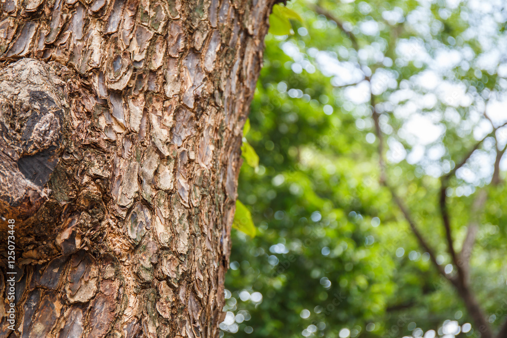 Closeup of tree trunk details with green bokeh background Closeup of tree trunk details with green bokeh background
