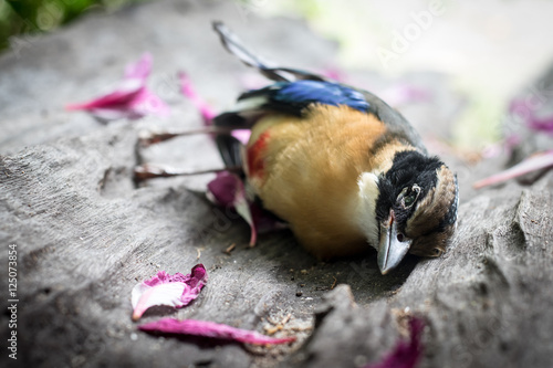 The cycle of life, death, birds