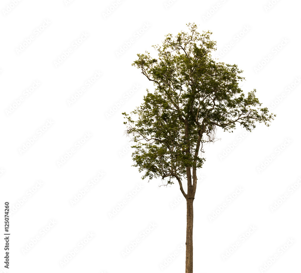 tree isolated on white background tree isolated on white background