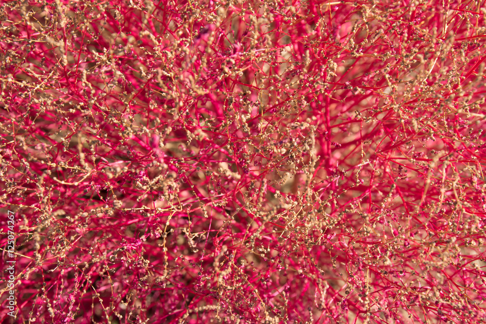 Kokia Stock Photo Adobe Stock