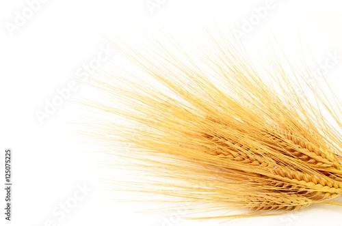 Getreide Gerste