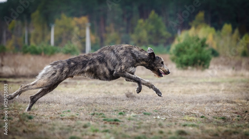 Coursing. Irish Wolfhound dog runs