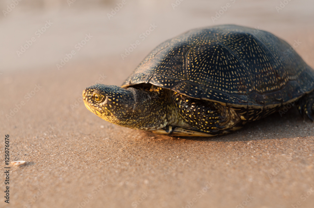 Turtle crawling across the sand