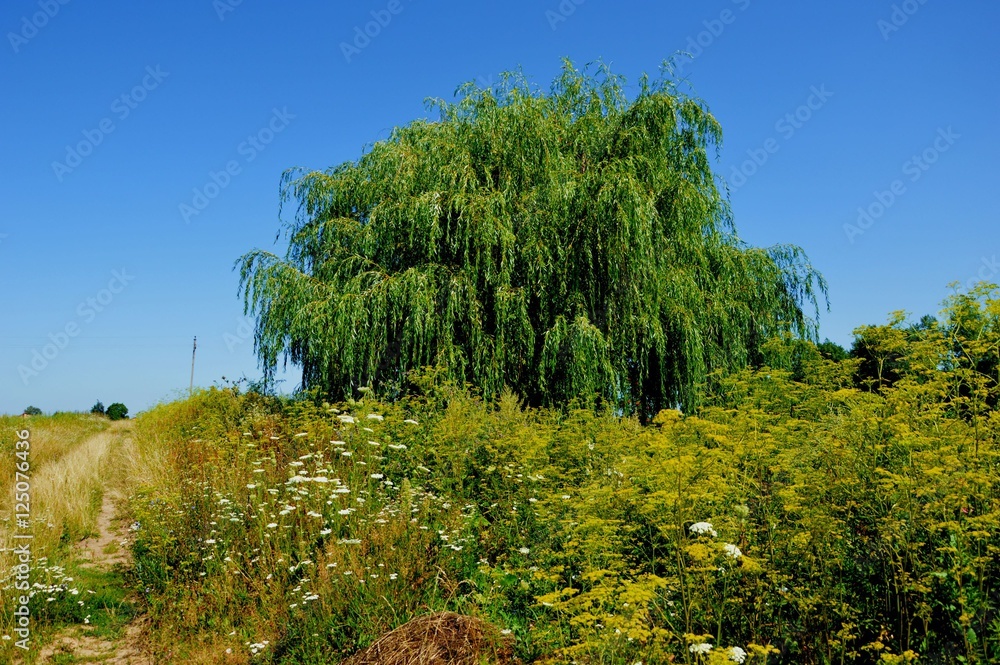 Obraz premium Летний пейзаж