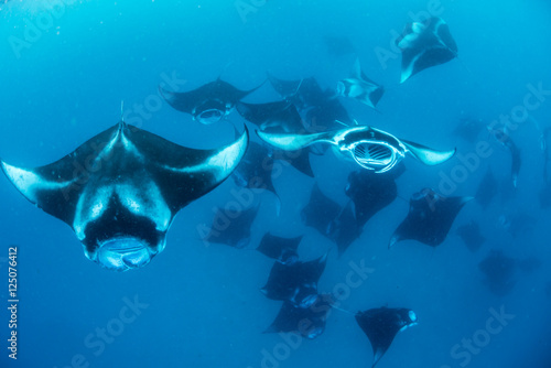 Bild auf Leinwand Manta Rays in Hanifaru bay