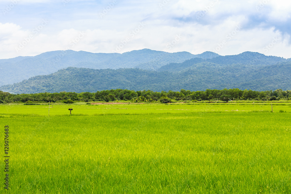 Green ear of rice in paddy rice field under blue sky and chair