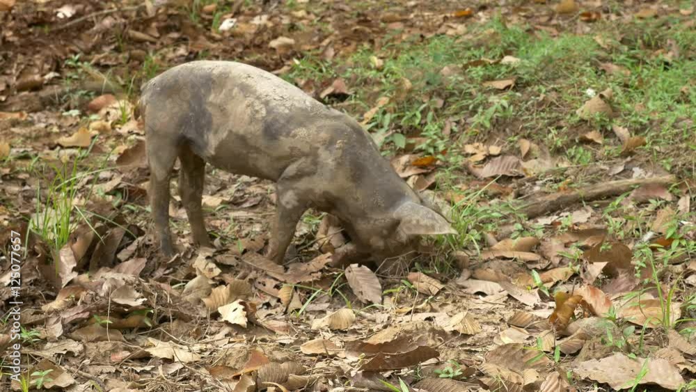 Wild Boar Pig with Nose in the Dirt Wild Boar Pig with Nose in the Dirt