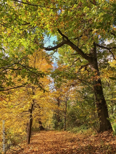 strada coperta di foglie in autunno