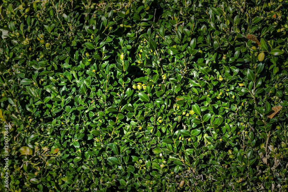 Background of green leaves Background of green leaves
