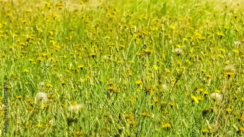 Field of wild yellow dandelion flowers swaying in the wind, slow motion 30p