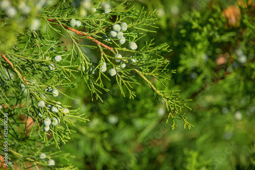 Branch of thuja, cypress with fruits natural background. Textures for design. Green natural texture.