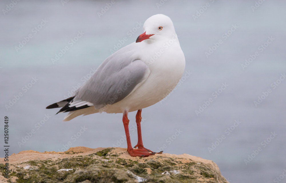 Silver Gull on Rottnest Island Silver Gull on Rottnest Island