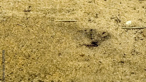 Colony of Australian ants creating ant hill hole by excavating soil granules, slow motion 30p