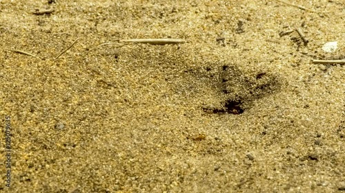 Fast moving Australian ants creating ant hill hole by excavating soil granules, 4K 24p