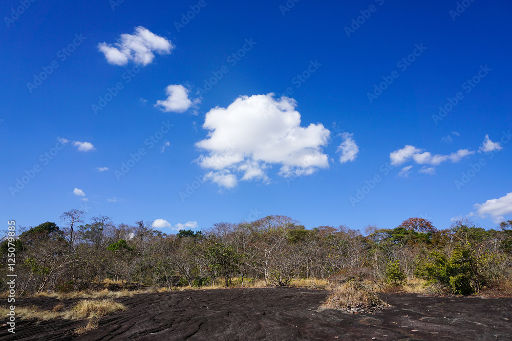 Forest drought with blue sky.