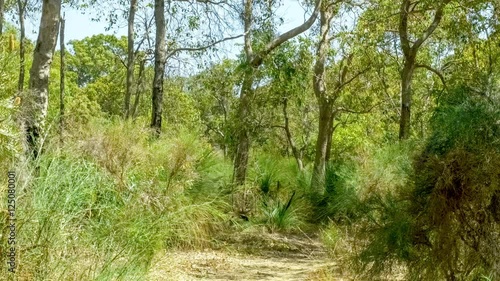 Scenic natural Australian bush land with eucalyptus trees and tall shrubs, 4K 30p