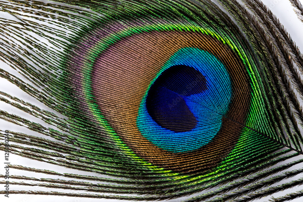 Obraz premium Peacock feather