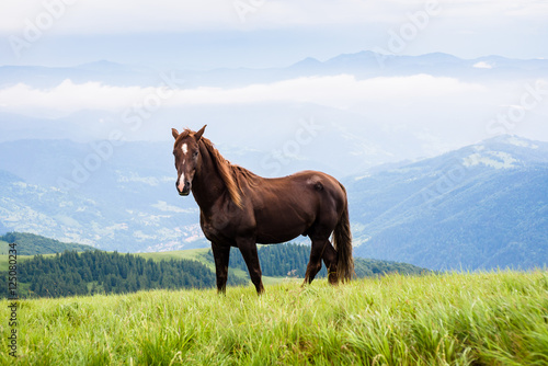 horse grazing in an alpine meadow © illustrissima