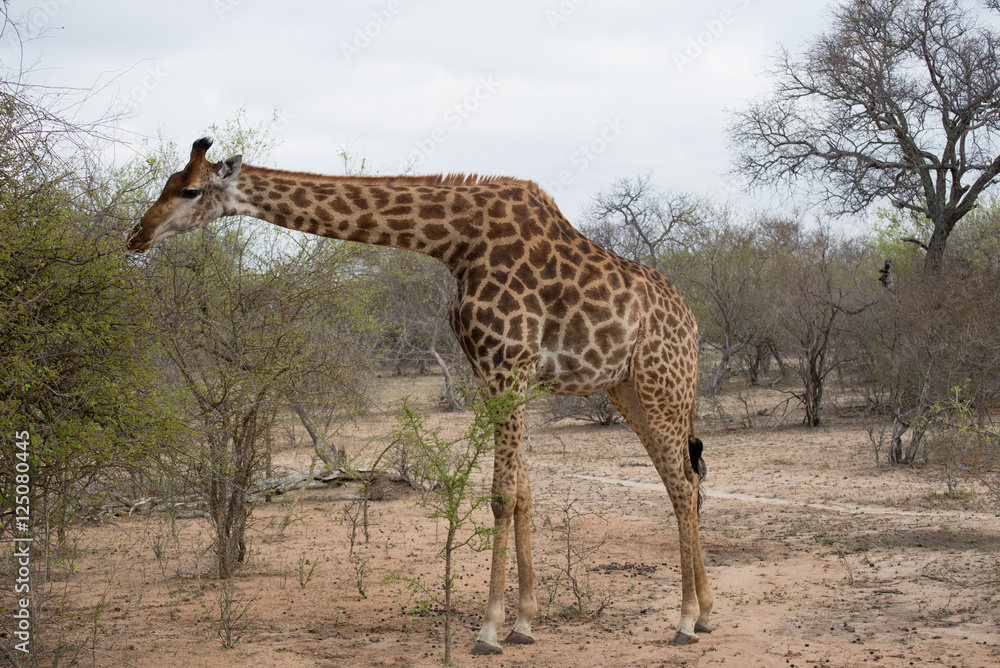 Obraz premium Giraffe