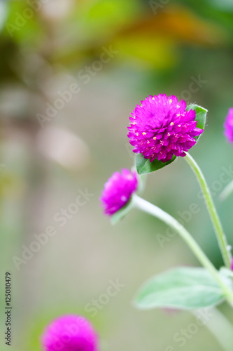 globe amaranth flower or bachelor button flower or Gomphrena globosa flower