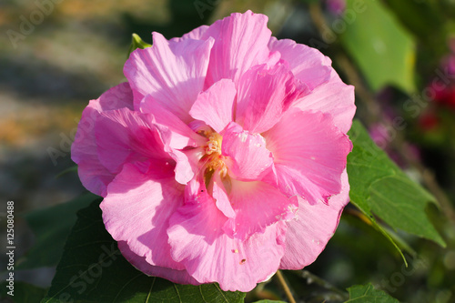 Hibiscus mutabilis flower or Confederate rose flower or Dixie rosemallow flower or the cotton rosemallow flower